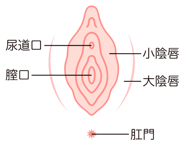 小陰唇を解説した図