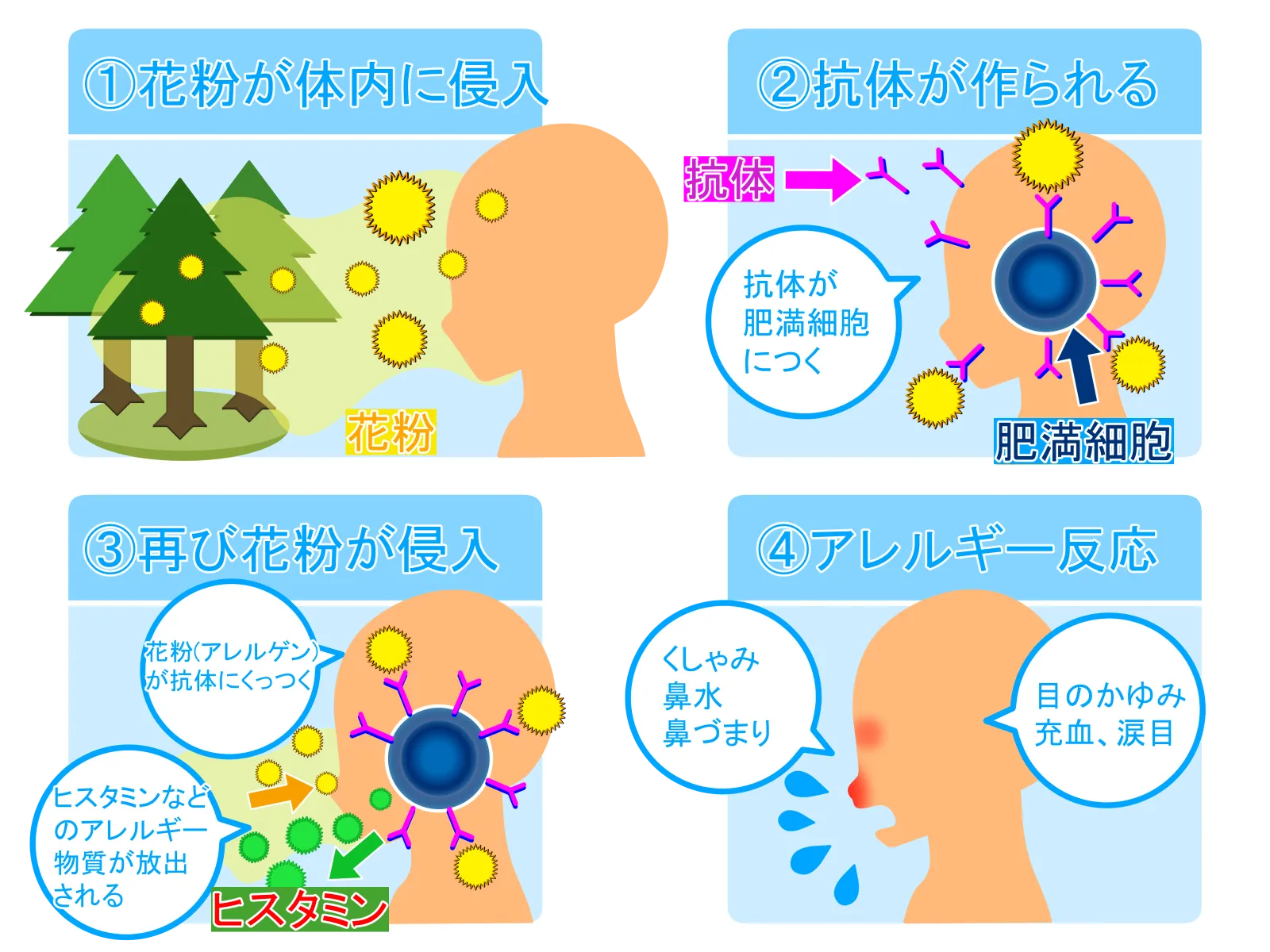 花粉症が起こる4ステップの仕組み：①花粉の侵入 ②抗体が作られ肥満細胞につく ③再び花粉が侵入しヒスタミンが放出される ④くしゃみや目のかゆみなどのアレルギー反応が起こる図解