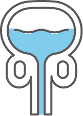 泌尿器科診療案内の膀胱のイラスト