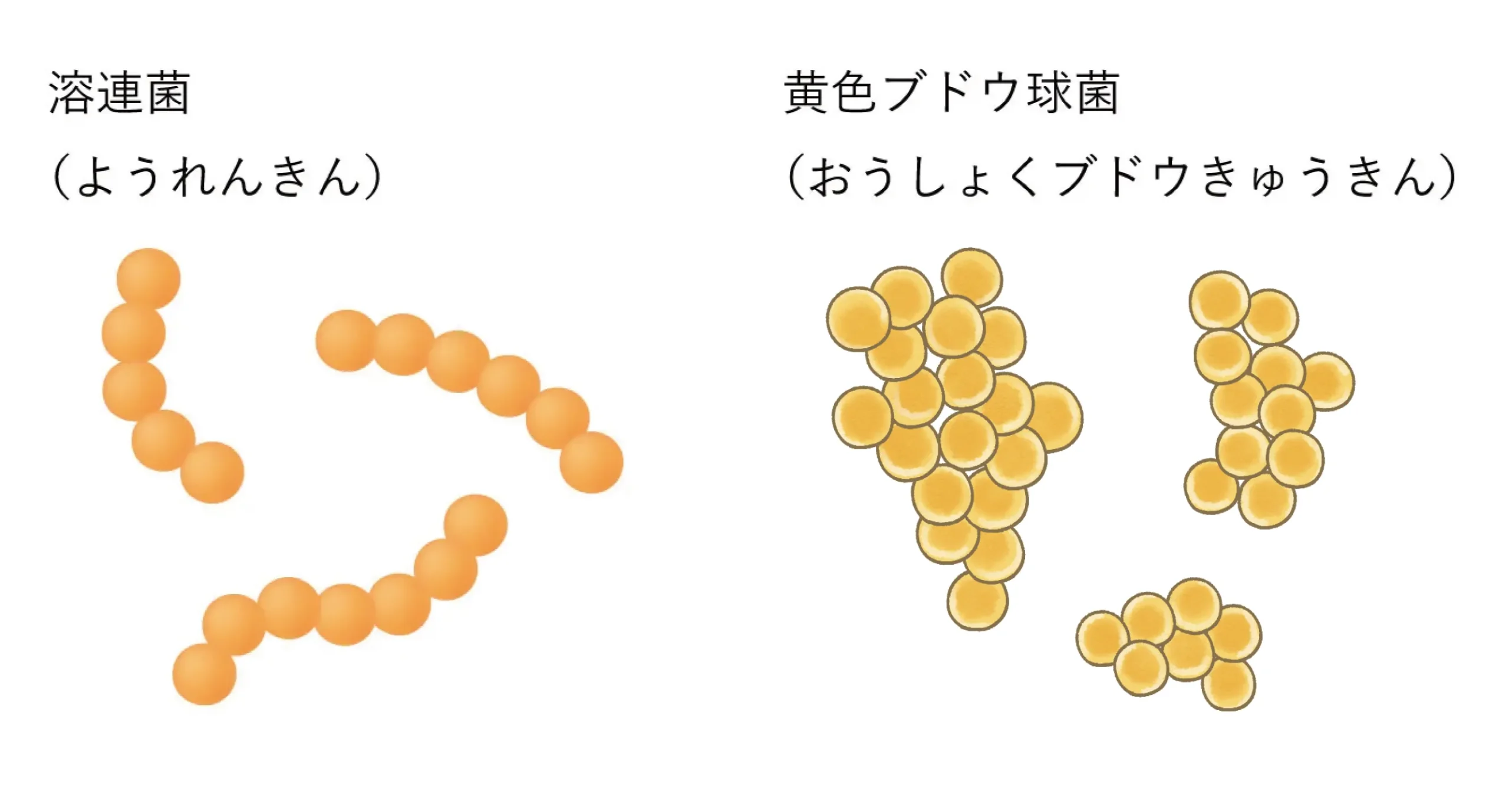 黄色ブドウ球菌と溶連菌のイラスト