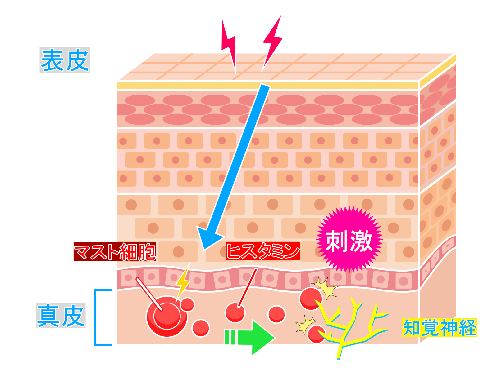 ヒスタミンによるかゆみの発生メカニズムのイラスト