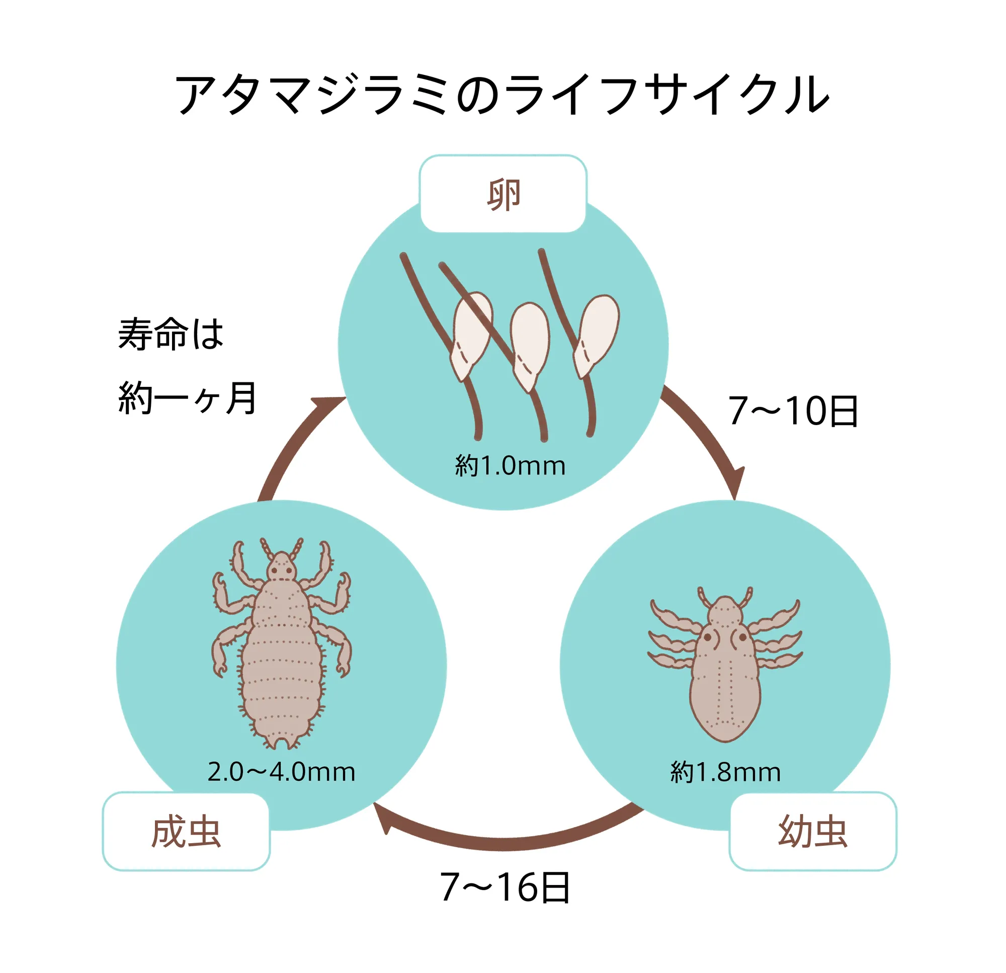 頭じらみのライフサイクル