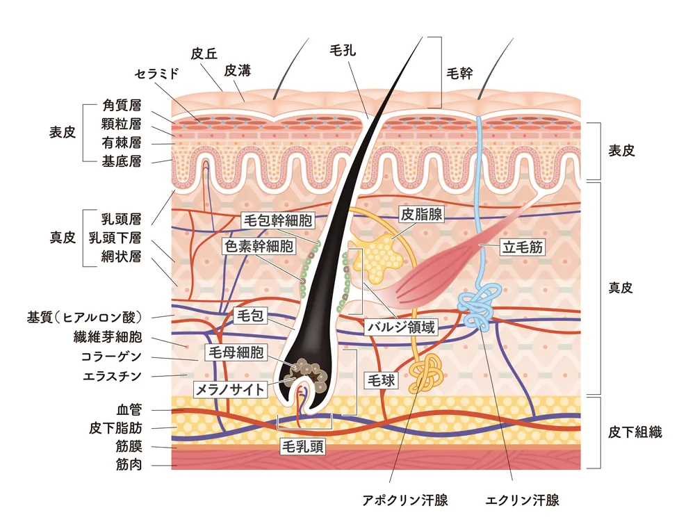 皮膚構造とエクリン汗腺・アポクリン汗腺の位置図解イラスト