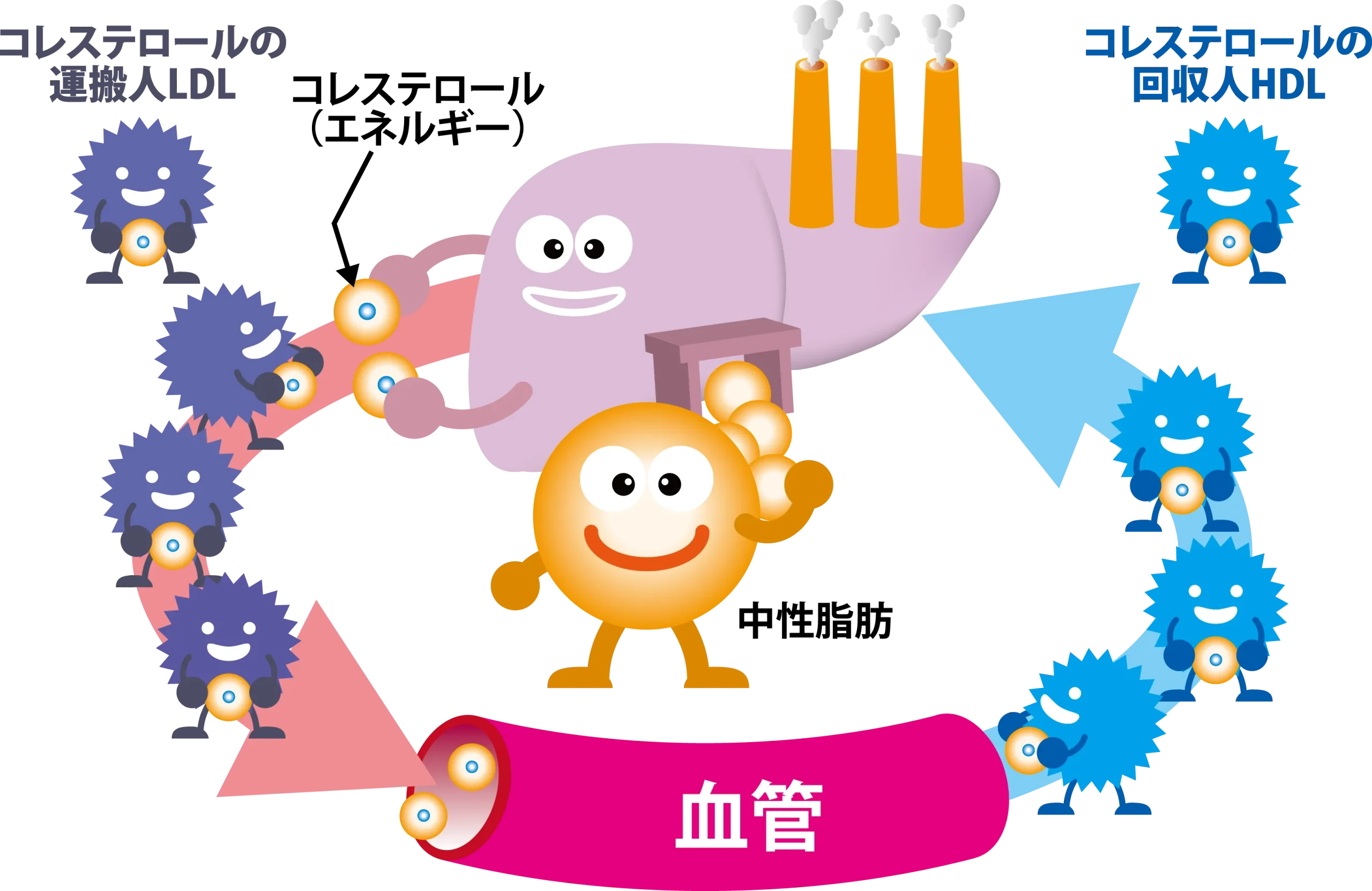 LDLコレステロールとHDLコレステロールの役割の違い
