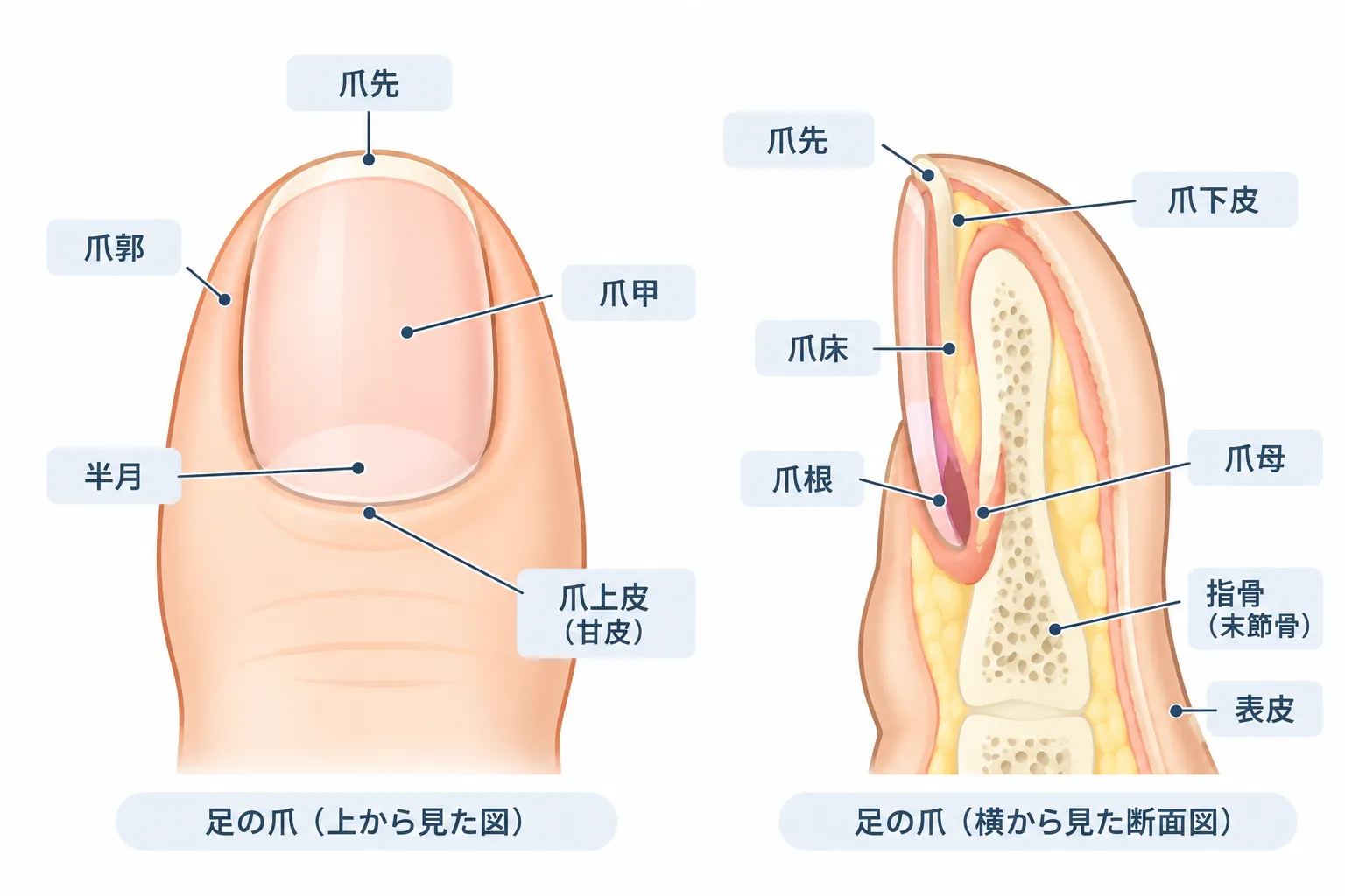 足の爪と爪母の構造を示した図